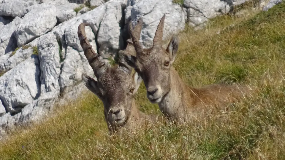 Bouquetins du Vercors
