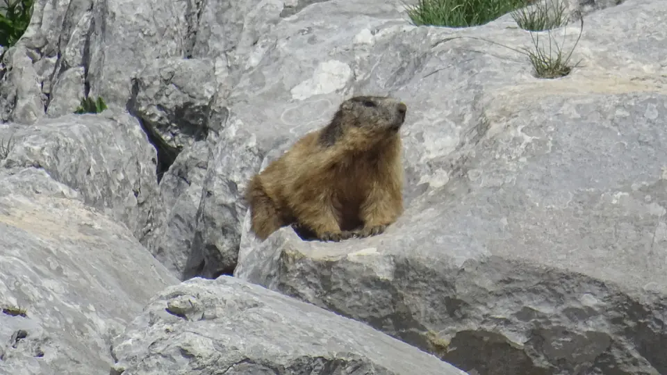 Marmotte sur les rochers
