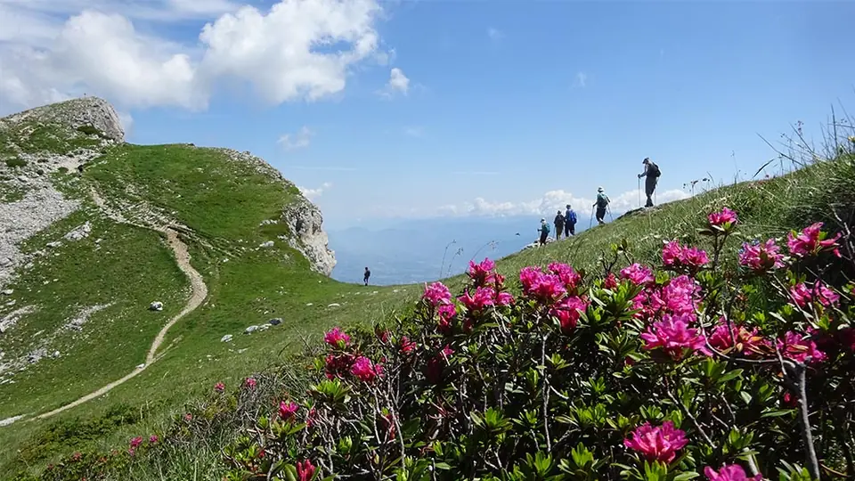 Randonnée en groupe parmi les rhododendrons