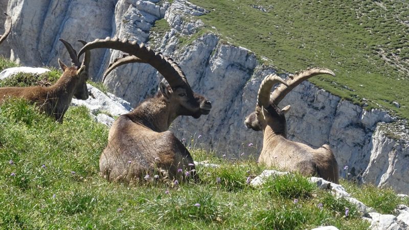 Bouquetins couchés au bord de la falaise