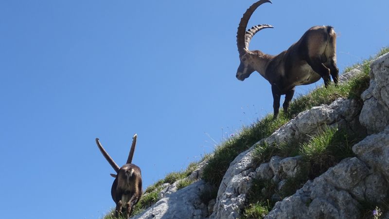 Deux grands bouquetins mâles