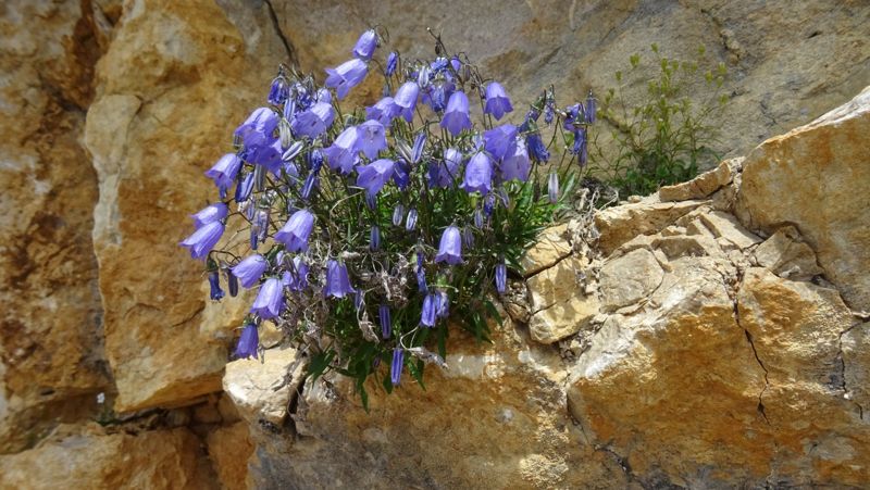 Campanules sur le rocher