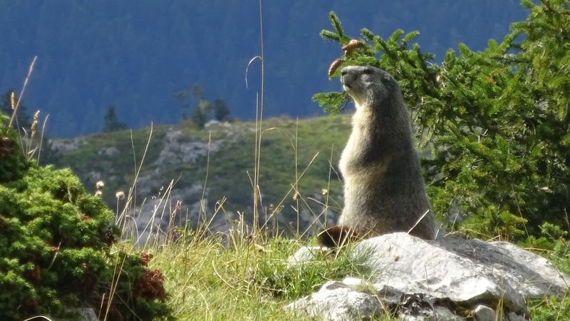 Marmotte dressée sur un rocher