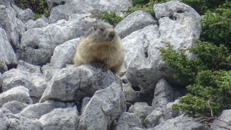 Marmotte dans les éboulis